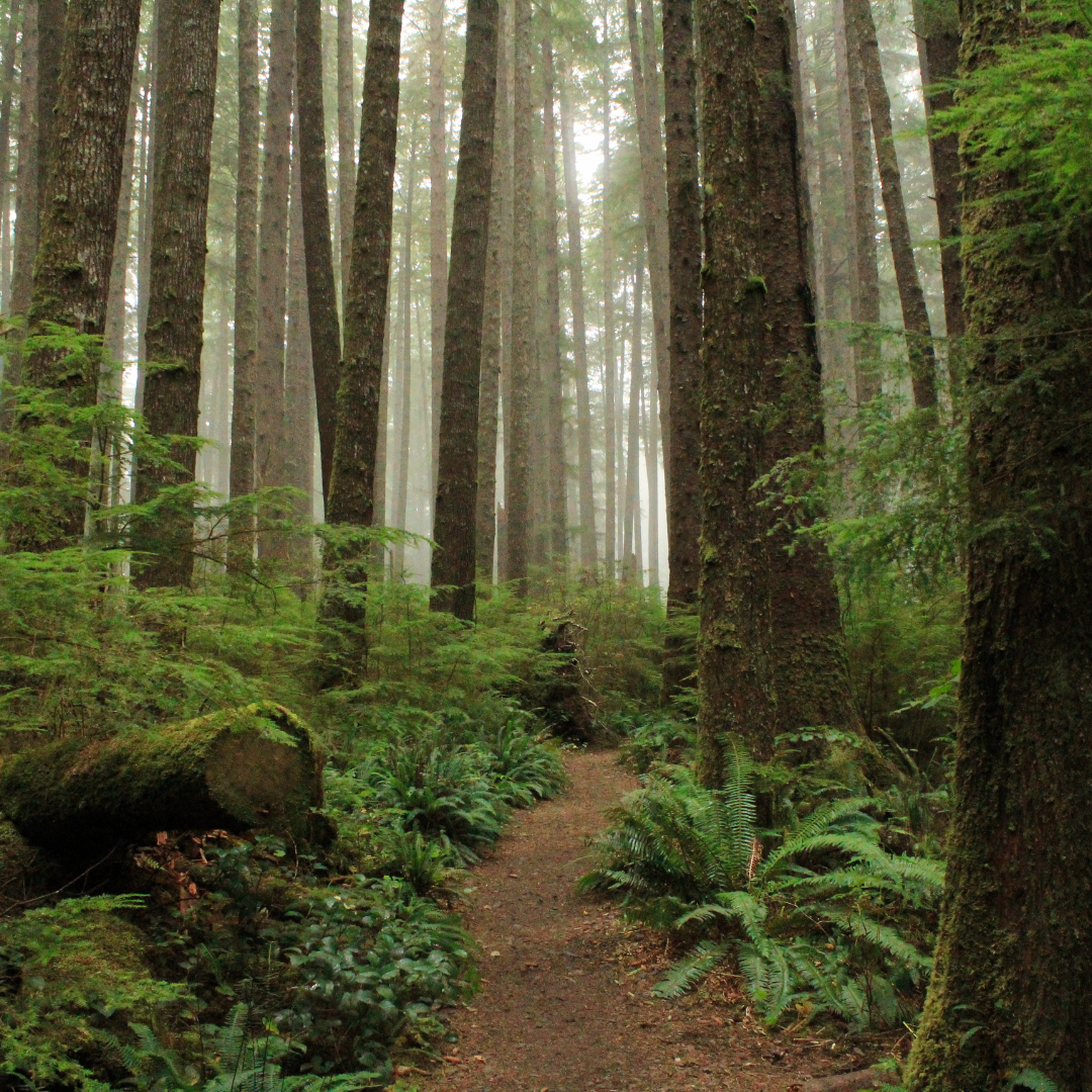 DuPont Forest- 8oz Wood Wick Candle